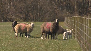 Average income of farmers in Scotland ‘halved in past year’