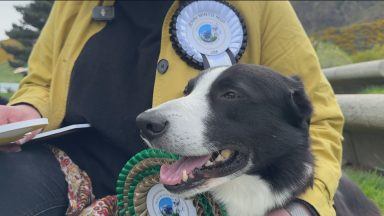 MSPs go head-to-head in Holyrood Dog of the Year competition