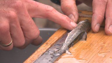 New project hoping to bolster salmon numbers in the Dee