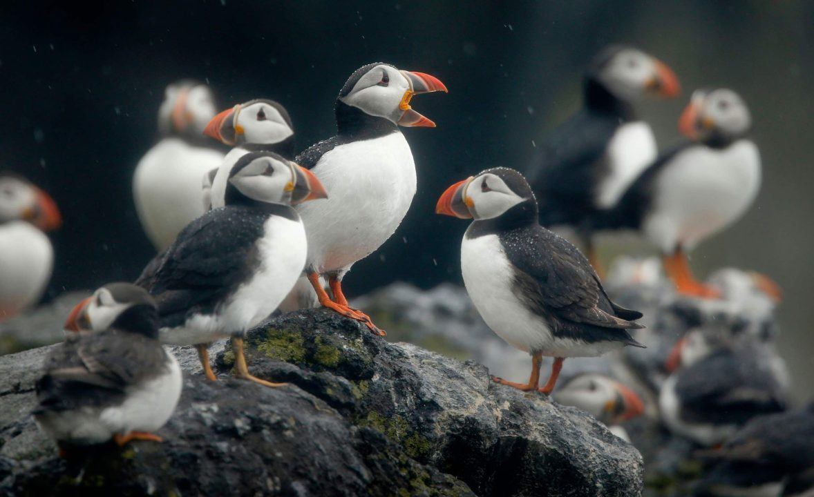 Call for wind farm to be blocked as thousands of bird deaths feared
