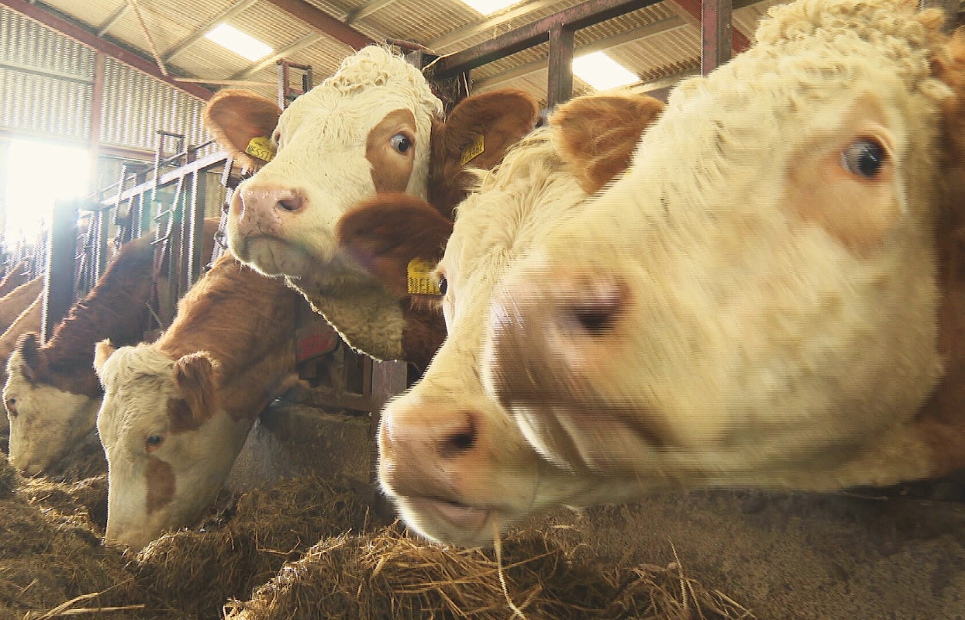 The number of cattle in Scotland has dropped by 10% over the past decade.