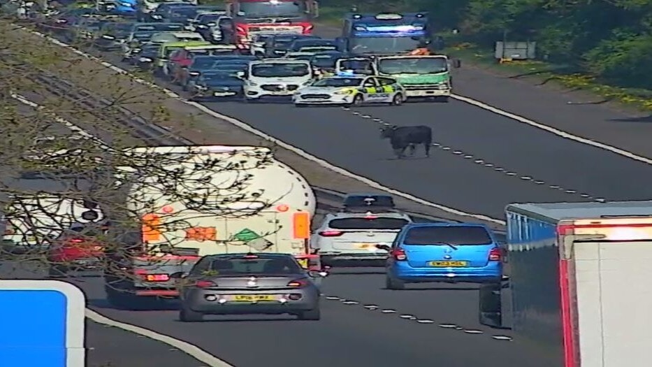 M8 closed in both directions after cow walks onto motorway