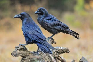 Ravens in Orkney could be culled in new scheme to protect livestock 