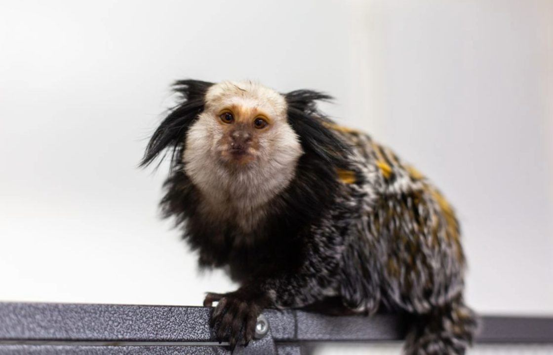 ‘Stressed’ monkey with ‘addiction to marshmallows’ rescued from bird cage
