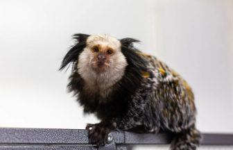 ‘Stressed’ monkey with ‘addiction to marshmallows’ rescued from bird cage
