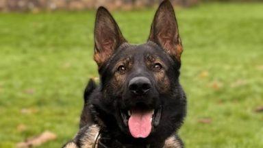 Man caught with ‘large knife’ by police dog training nearby in Falkirk