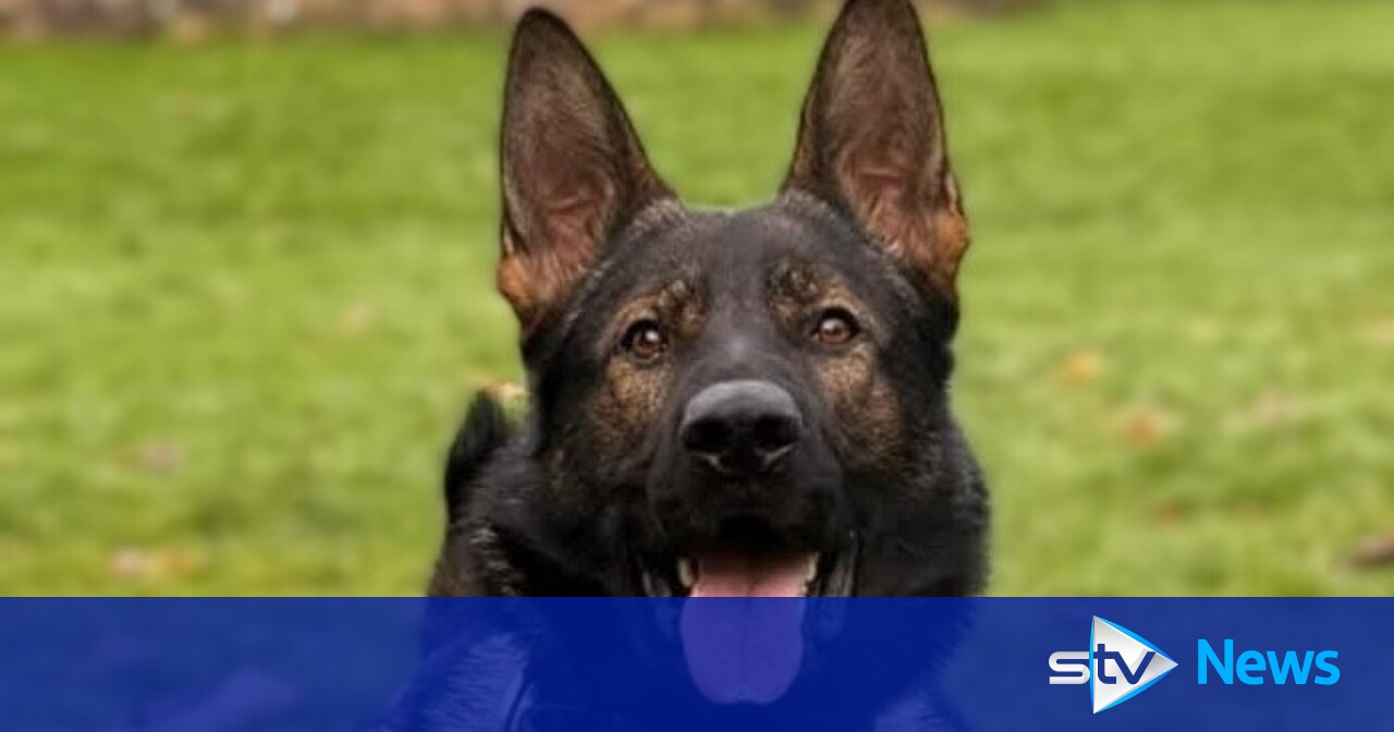 Man caught with ‘large knife’ by police dog training nearby in Falkirk