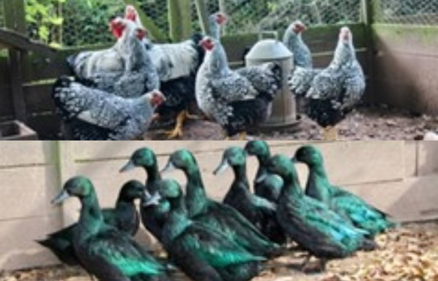 Black East Indian Ducks and Silver laced Wyandotte birds