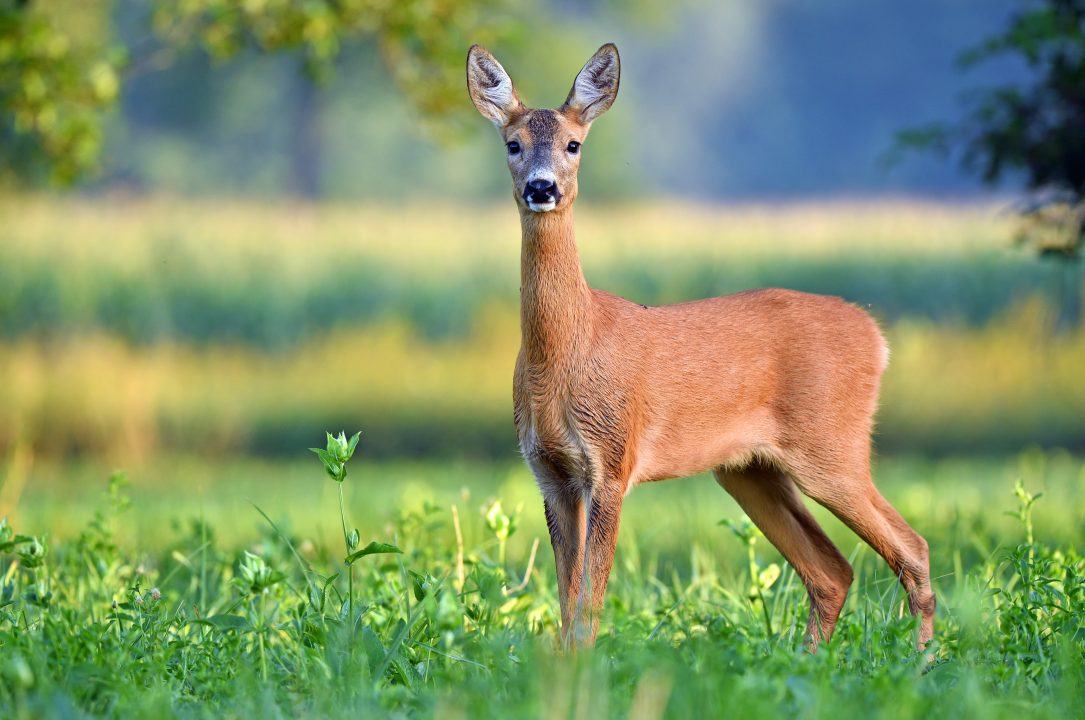 Deer shot ‘multiple times’ by police after being hit by vehicle on M8