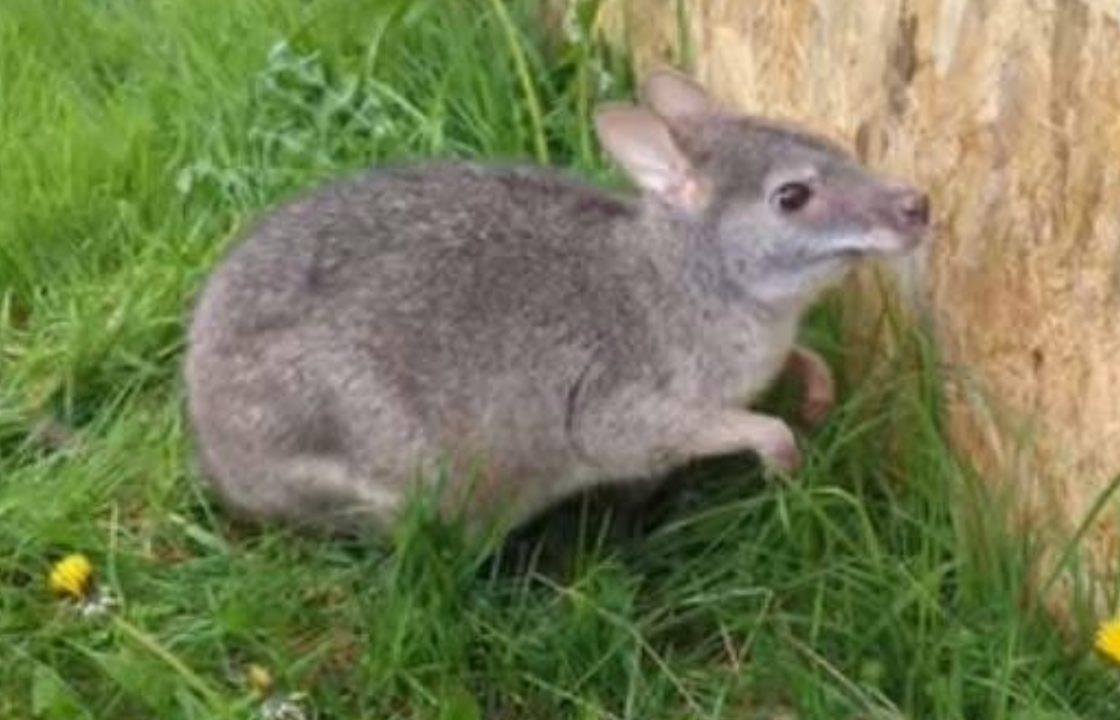 Search stood down for missing Wallace the Wallaby after escape from enclosure