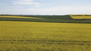 Fresh call to introduce crop gene editing in Scotland