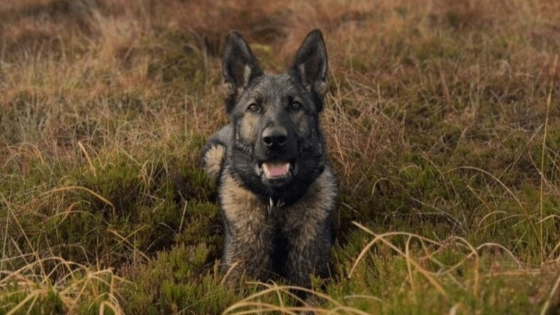 The Thin Blue Paw foundation criticised the decision to put PD Zara to sleep.