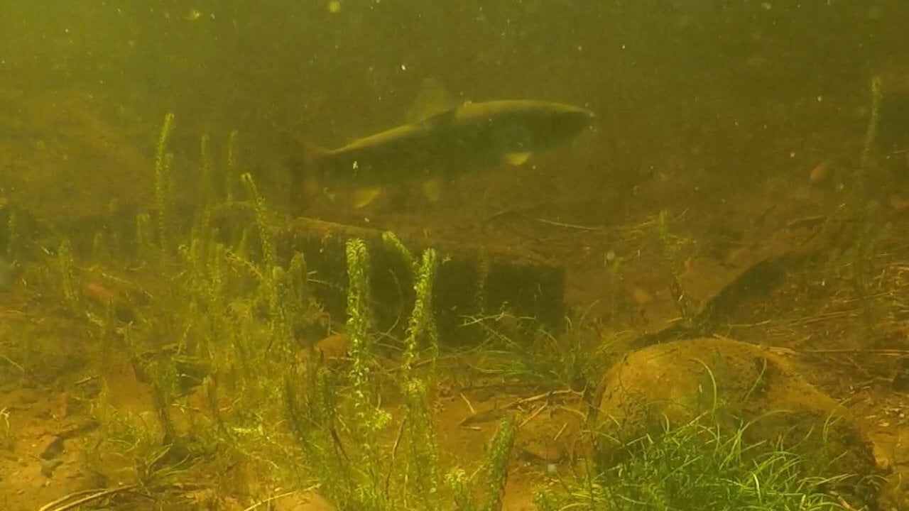 The camera traps captured footage of pike and salmon.