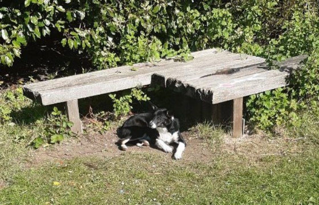 Abandoned collie-type dog discovered after being dumped near Livingston football stadium