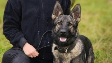 Review launched after decision to put Dundee police dog to sleep despite ‘great prognosis’