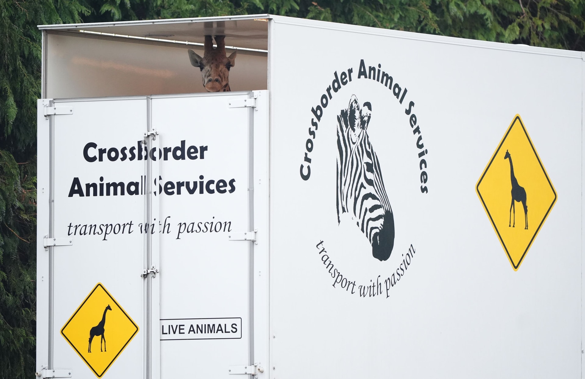 Noinin was moved in a large transporter from Co Cork in Ireland (Andrew Milligan/PA).