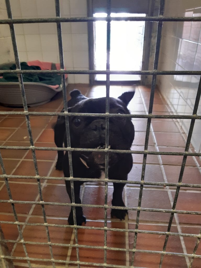 Anthony and Liz Conway, from Alexandria, have been disqualified from owning or keeping dogs for three years.