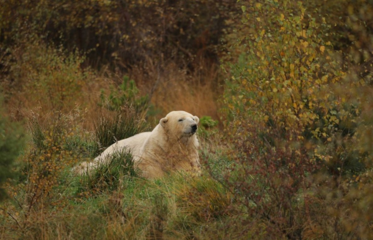 Park keepers noticed Victoria struggling to keep up with her cub at the Highland Wildlife Park in 2018.