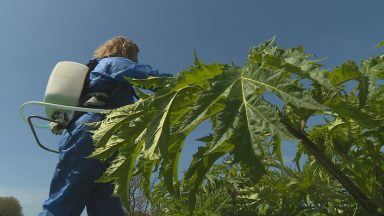 Toxic giant hogweed threatens wildlife and public safety along River Urie in Aberdeenshire