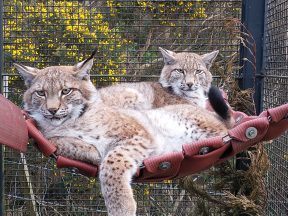 Three lynx illegally released in the Highlands arrive at new home