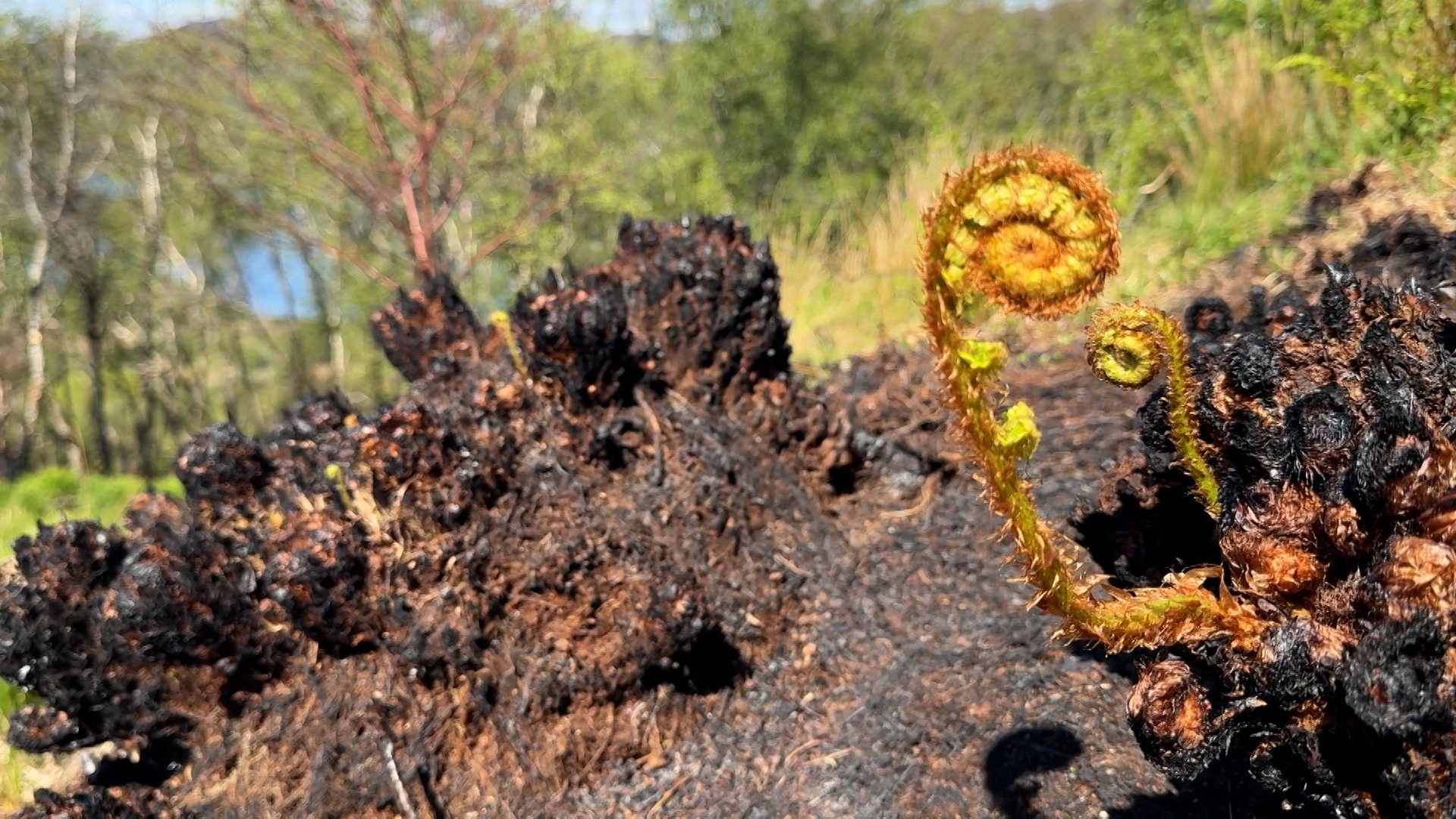 Emergency services were first called to reports of a grass fire off the A844 on Bute on April, 8.