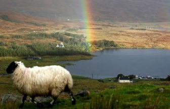 ‘Unique in the UK’ support scheme gives £6m to upland hill farmers