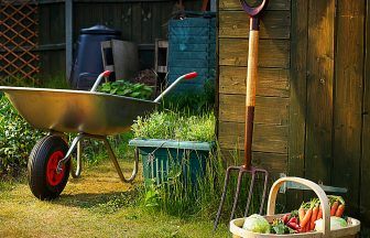 Allotment boom: Community-growing projects flourish post-pandemic