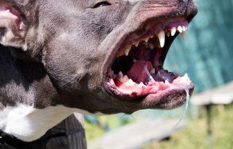 Woman’s dangerous Staffy dogs savagely attacked two men leaving them in hospital