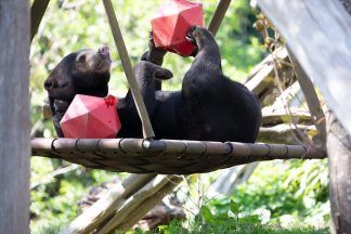 Edinburgh Zoo sun bear in remission after terminal cancer diagnosis
