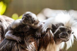 Critically endangered cotton-top tamarins born at Edinburgh Zoo 