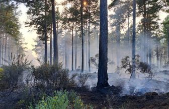Firefighters remain at forest wildfire for fourth day