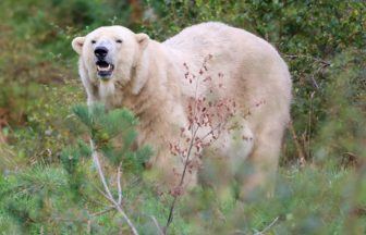UK’s oldest polar bear put to sleep at the RZSS’ Highland Wildlife Park