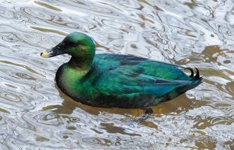 Multiple ‘rare’ ducks and chickens stolen from garden in Perth and Kinross