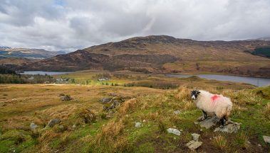 Lamb killed and three others ‘chased into sea and drowned’ in Highlands as police investigate