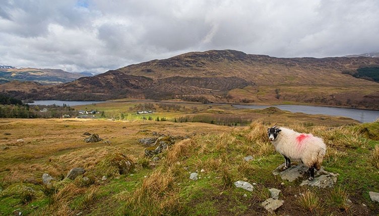 Lamb killed and three others ‘chased into sea and drowned’ in Highlands as police investigate