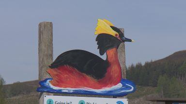 Plea for paddleboarders and kayakers to steer clear of endangered Slavonian grebe birds at Loch Ruthven