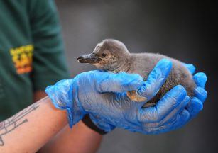 Safari park welcomes two newly hatched penguin chicks