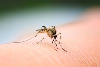 Mosquitoes found across Scotland reaching as far north as Shetland, Glasgow University study reveals