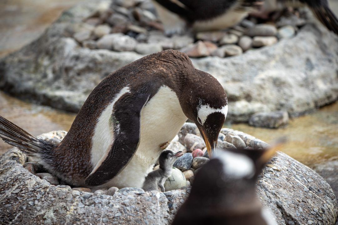 First penguin chicks of breeding season hatch at Edinburgh Zoo