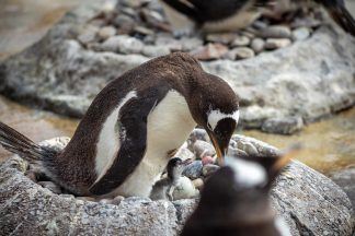 First penguin chicks of breeding season hatch at Edinburgh Zoo