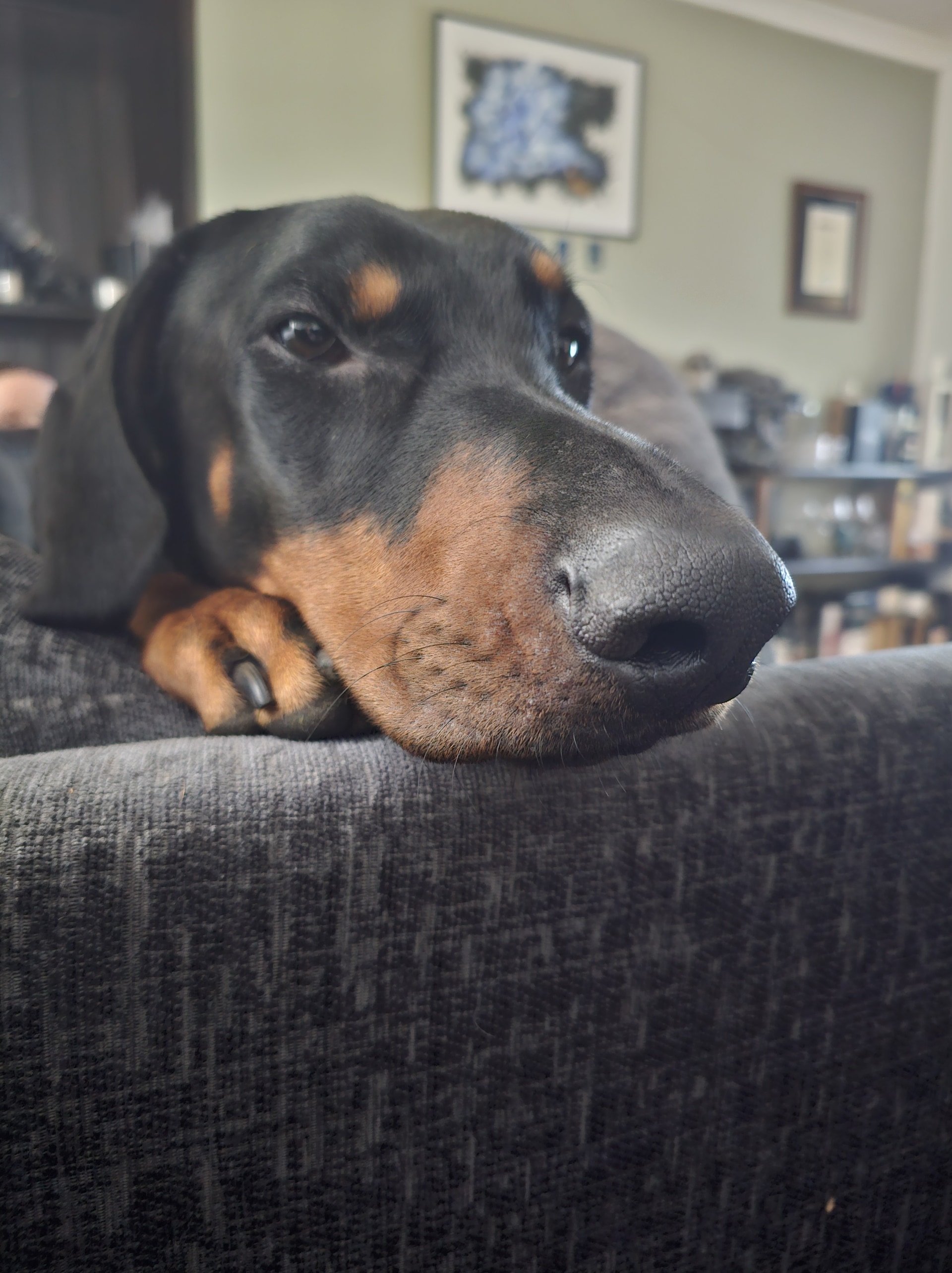 Rocco was a rescue taken in by the family after suffering abuse at his previous home.