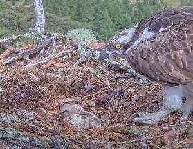 Delight as osprey chick hatches at Loch Arkaig Pine Forest in Lochaber