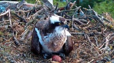 Breeding ospreys lay egg for the first time this year