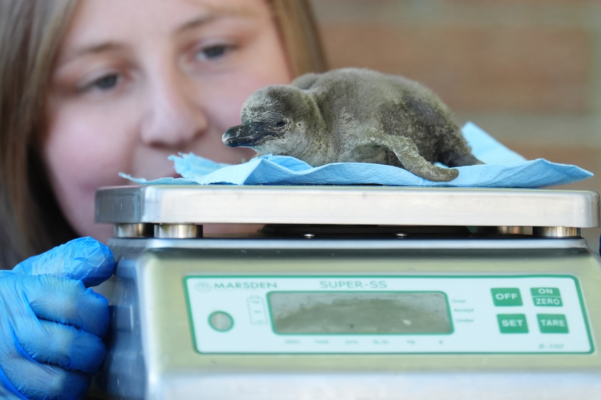 One of two newly hatched Humboldt penguin chicks is weighed by keeper Rebecca Reid at Blair Drummond Safari Park, Stirling. The first chick hatched on the 25th of April to experienced parents Penny and Izzy, while the second arrived just a few days later, on the 29th April, to proud parents Pete and Bertie. Picture date: Wednesday May 7, 2025.