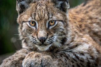 Lynx likely to predate on sheep and lambs if reintroduced, study finds
