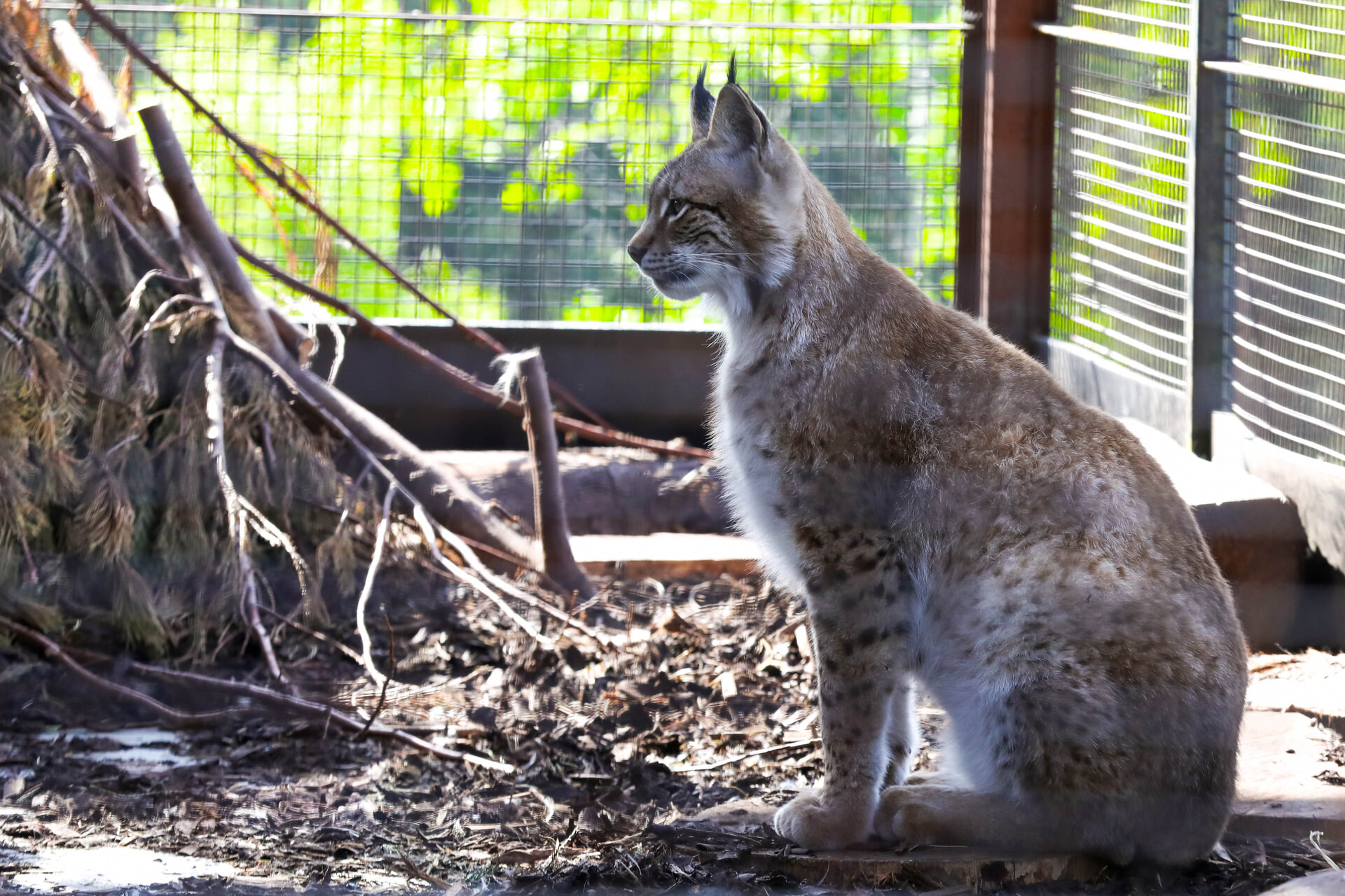 The rescued lynx have arrived at their new home.