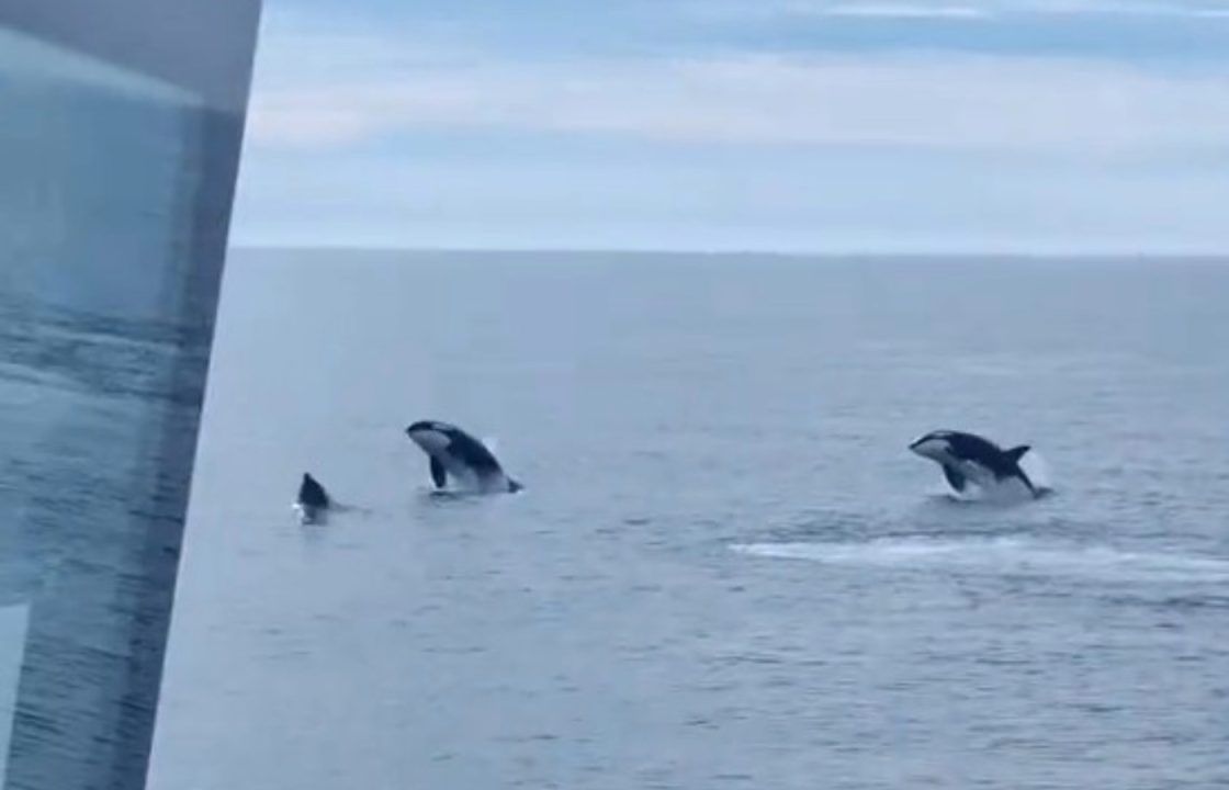 Killer whales spotted leaping into air near Aberdeen