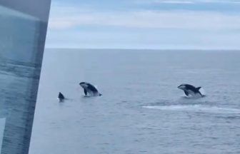 Killer whales spotted leaping into air near Aberdeen