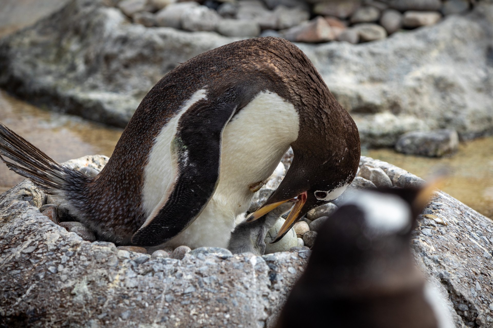 First gentoo chicks hatch at Edinburgh Zoo