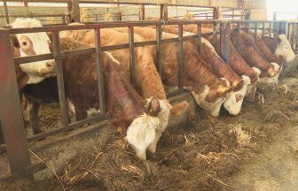 Beef shortages could be seen in Scotland amid cattle decline